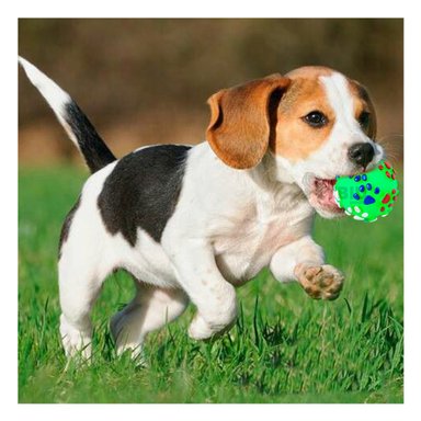 PELOTA PERROS MA31242 RYBIU DE JUGAR DIVERTIDO Y ENTRETENIDO TALLA L VERDE