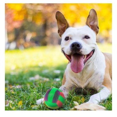 BOLA PERROS RYBIU ENTRETENIMIENTO BRILLANTE VERDE + REGALO STICKERS