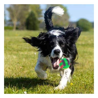 PELOTA PERROS RYBIU ACTIVA ACTIVIDADES VERDE + PAPEL REGALO