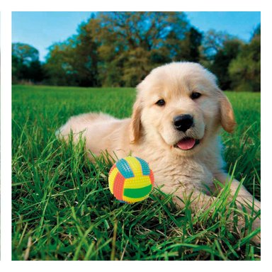 PELOTA PERRO MA30032 RYBIU CON LUCES Y SONIDO AMARILLO + PAPEL REGALO