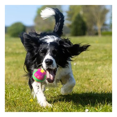 BALON PERROS RYBIU PET CON LUZ Y SONIDO EN ROSADO + BANDERITAS ADHESIVAS