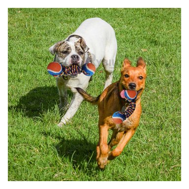 JUGUETE ALGODÓN PERROS RYBIU DIVERTIDO FIRME Y FUERTE NARANJA + PAPEL REGALO