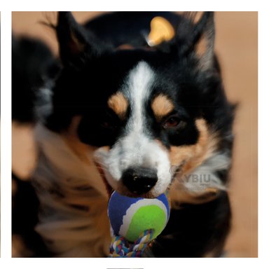 JUGUETE ALGODÓN PERROS RYBIU DIVERTIDO FIRME Y FUERTE AZUL + PAPEL REGALO