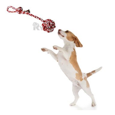 SOGA ALGODÓN PERROS RYBIU CON AGARRADERA ROSADO Y ROJO + ENVOLTORIO REGALO