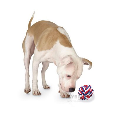 ACCESORIO ALGODÓN PERROS RYBIU PET RESISITENTE MULTICOLOR + BANDERITAS ADHESIVAS