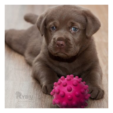 JUGUETE PERROS RYBIU FUNCIONAL Y LIGERO ROSADO + PAPEL REGALO