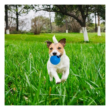 JUGUETE PERROS RYBIU CHIRIMOLLA MASTICAR AZUL + REGALO STICKERS