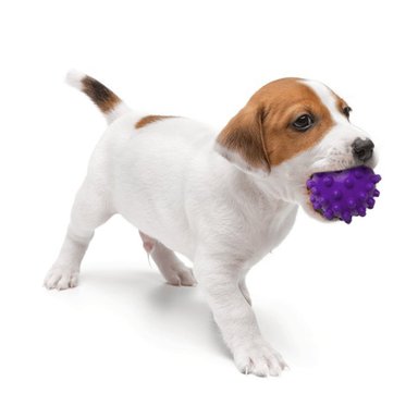 BALON MASCOTA RYBIU EN MORADO + REGALO LIGAS PEINAR