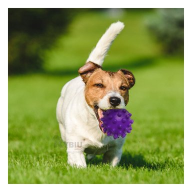 JUGUETE PERROS RYBIU CAN MORDER MORADO + PAPEL REGALO