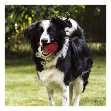 PELOTA PERROS RYBIU CLASICA CON PUNTAS ROJO + GIFT MINIAGENDA