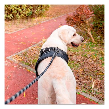 PECHERA PERROS RYBIU CANINA NEGRO + REGALO LIGAS PEINAR