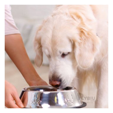 PLATO PERRO Y GATO MA31270 RYBIU GRAN CPACIDAD TALLA L + PAPEL REGALO