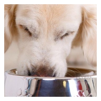 COMEDOR PERRO MA31273 RYBIU PET TALLA XL 30 CM + LIGAS REGALO