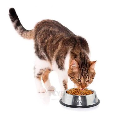 RECIPIENTE PERRO Y GATO MA31271 RYBIU ALIMENTO CANINO TALLA M + REGALO STICKERS