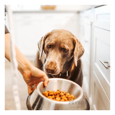 RECIPIENTE PERRO Y GATO MA31270 RYBIU SIMPLE Y PRACTICO TALLA L + ENVOLTORIO REGALO