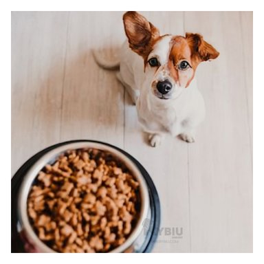 RECIPIENTE PERRO Y GATO MA31270 RYBIU RESISTENTE Y ESTABLE TALLA L + REGALO AGENDITA