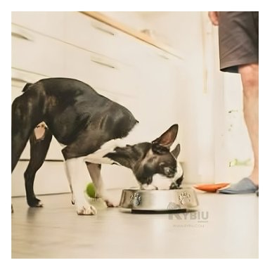 RECIPIENTE PERRO Y GATO MA31272 RYBIU ALIMENTO CANINO TALLA S + REGALO STICKERS