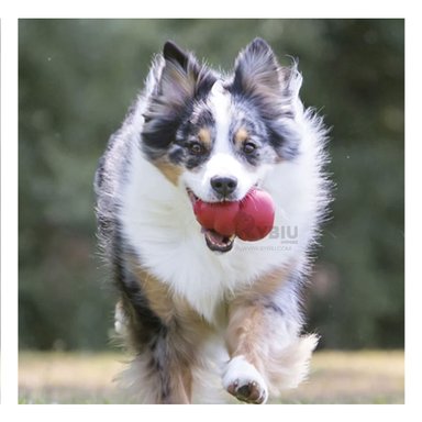 MASTICABLE MASCOTA RYBIU DINAMICO EN ROJO + GIFT MINIAGENDA