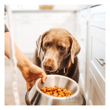 RECIPIENTE PERRO Y GATO MA31271 RYBIU SEGURO TALLA M 22 CM + ENVOLTORIO REGALO