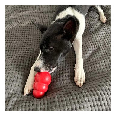 JUGUETE PERROS RYBIU ENTRETENIMIENTO EN ROJO GRANDE + PAPEL REGALO