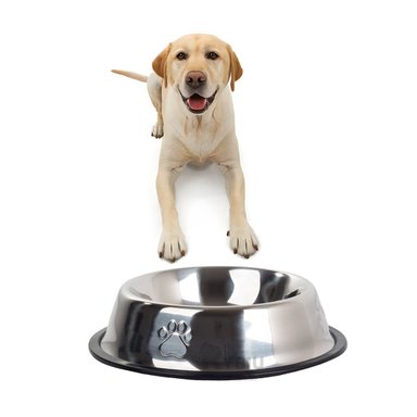 RECIPIENTE PERRO MA31276 RYBIU RESISTENTE ANTE CAIDA XXXL + REGALO AGENDITA