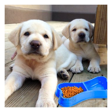 COMEDERO PERRO Y GATO MA31291 RYBIU DOBLE TALLA M AZUL + GIFT STICKERS