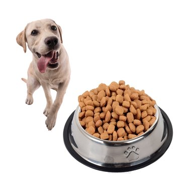 RECIPIENTE USO PERRO MA31275 RYBIU PERRUNO TALLA XXL + GIFT MINIAGENDA