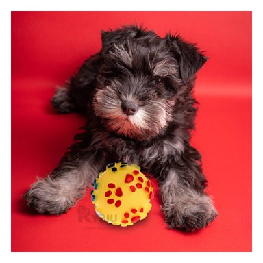 BALON PERROS RYBIU RESISTENTE Y DIVERTIDA EN AMARILLO + LIGAS REGALO