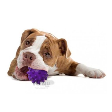 BALÓN CAUCHO PERROS MA31151 IDEAL MASCOTA EN MORADO + BANDERITAS ADHESIVAS RYBIU