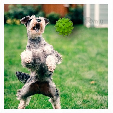 JUGUETE CAUCHO PERROS MA31160 FUNCIONAL VERDE + PAPEL REGALO RYBIU