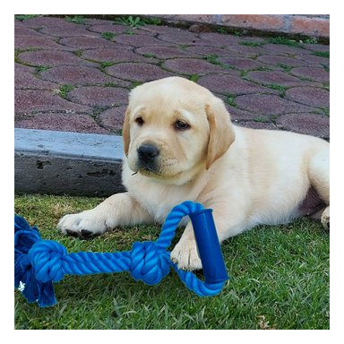 CUERDA ALGODÓN PERROS MA29075 DISEÑADA CON ASA AZUL + MINIAGENDA RYBIU