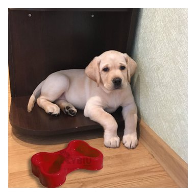 COMEDERO PERRO Y GATO MA31297 RYBIU FUNCIONAL 2 PET ROJO + ENVOLTORIO REGALO