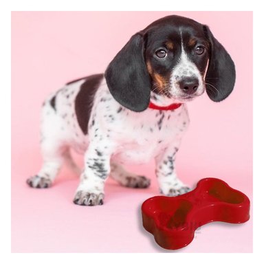 PLATILLO PERRO Y GATO MA31297 RYBIU DINAMICO TALLA M ROJO + LIGAS REGALO