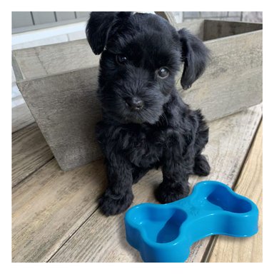 PLATILLO PERRO Y GATO MA31296 RYBIU DINAMICO TALLA M CELESTE + LIGAS REGALO