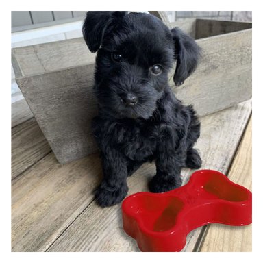 COMEDERO PERRO Y GATO MA31297 RYBIU DUAL PET ROJO + GIFT MINIAGENDA