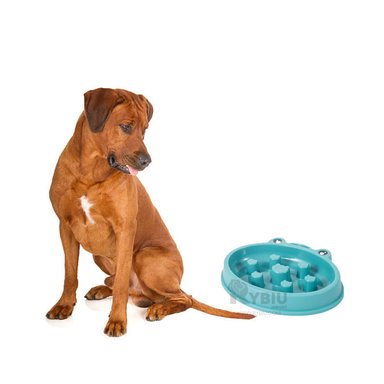 PLATO MASCOTAS PERRO RYBIU DIVERTIDO VERDE + PAPEL REGALO