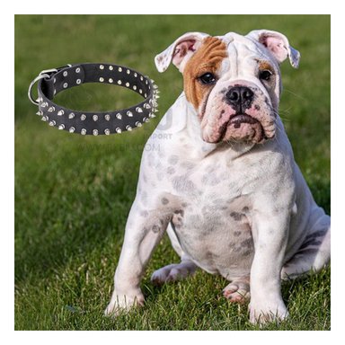 COLLARÍN MASCOTAS MA31058 RYBIU ESTETICO NEGROTALLA L + MINIAGENDA