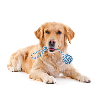 CUERDA PERROS MA31345 PASEOS COLO AZUL + GIFT STICKERS RYBIU