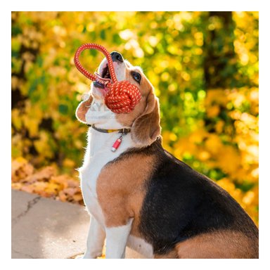 CUERDA PERROS MA31349 JALAR NARANJA + ENVOLTORIO REGALO RYBIU