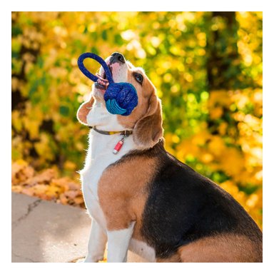 CUERDA PERROS MA31347 CON NUDO JUGUETE EN AZUL + REGALO STICKERS RYBIU