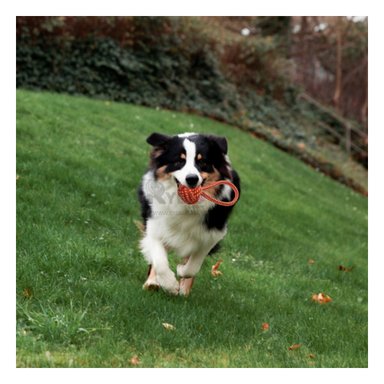 CUERDA PERROS MA31349 CON NUDO NARANJA + REGALO STICKERS RYBIU