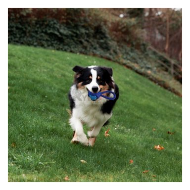 JUGUETE PERROS MA31347 CUERDA MORDISQUEAR EN AZUL + GIFT MINIAGENDA RYBIU