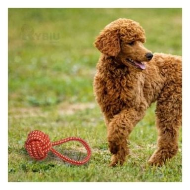 SOGA PERRO MA31349 NUDO NARANJA + PAPEL REGALO RYBIU