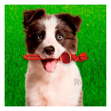 CUERDA PERROS MA31359 CON NUDO + PELOTA TENNIS ROJO + GIFT MINIAGENDA RYBIU