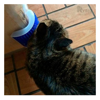 CEPILLO GATOS MA31326 COMPACTO MASCOTA EN AZUL + ENVOLTORIO REGALO RYBIU