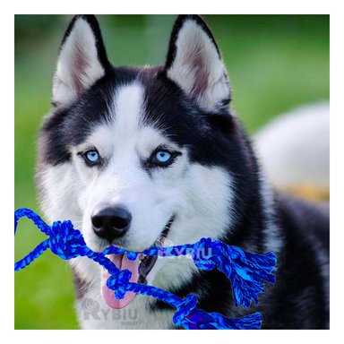 SOGA PERROS MA31362 DIVERSION CON AZUL + REGALO AGENDITA RYBIU