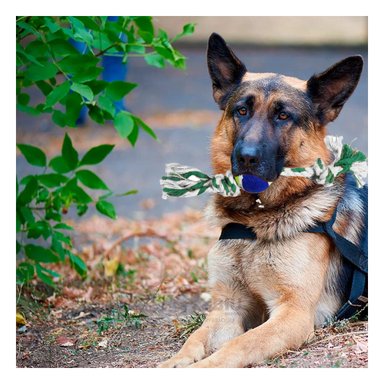 CUERDA ALGODÓN PERROS MA29965 CON ESFERA MULTICOLOR + LIGAS REGALO RYBIU