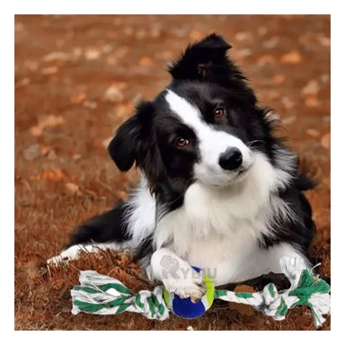 CUERDA ALGODÓN PERROS MA29965 MORDER MULTICOLOR + REGALO LIGAS PEINAR RYBIU