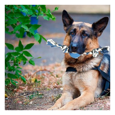 CUERDA ALGODÓN PERROS MA29964 CON BOLA TENNIS MULTICOLOR + LIGAS REGALO RYBIU