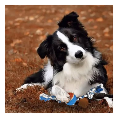 CUERDA ALGODÓN PERROS MA29964 JUEGO EN MULTICOLOR + BANDERITAS ADHESIVAS RYBIU